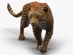 Leopard 3D Model Online | 3D Model Online