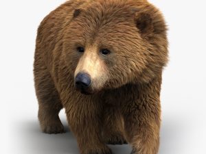Brown Bear 3D Model Online | Animal 3D Model Online