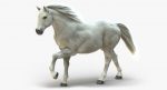 White Horse 3D Model Online | Animal 3D Model Online