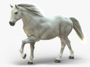 White Horse 3D Model Online | Animal 3D Model Online