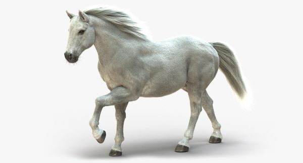 White Horse 3D Model Online | Animal 3D Model Online
