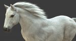 White Horse 3D Model Online | Animal 3D Model Online