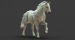 White Horse 3D Model Online | Animal 3D Model Online
