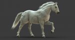White Horse 3D Model Online | Animal 3D Model Online