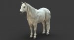 White Horse 3D Model Online | Animal 3D Model Online
