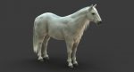 White Horse 3D Model Online | Animal 3D Model Online