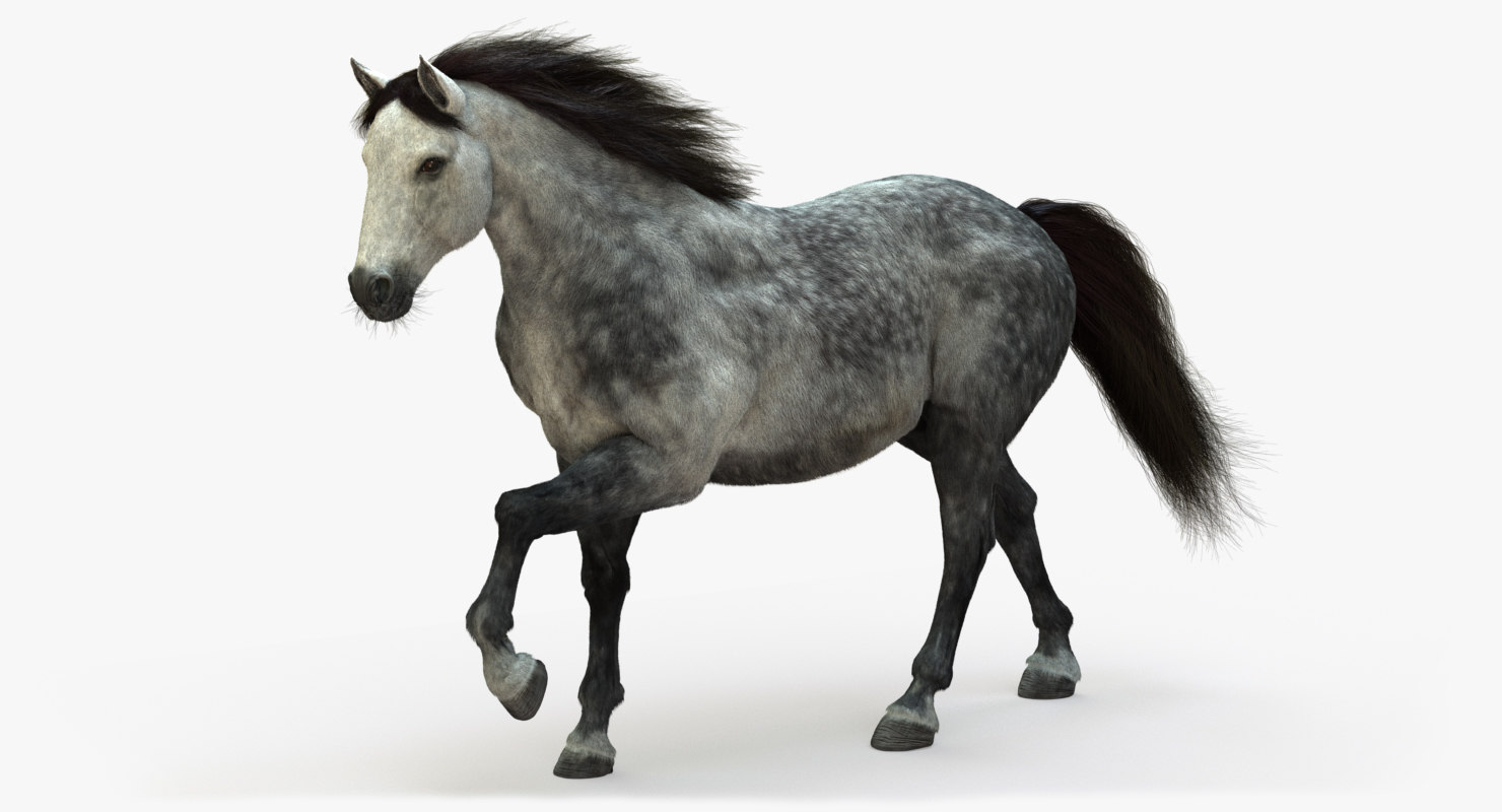 Buy HORSE (DAPPLEGREY) (FUR) (ANIMATED) 3D Models Online Buy HORSE (DAPPLEGREY) (FUR) (ANIMATED) 3D Models Online