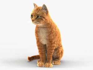 Cat 3D Model Online | Animal 3D Model Online