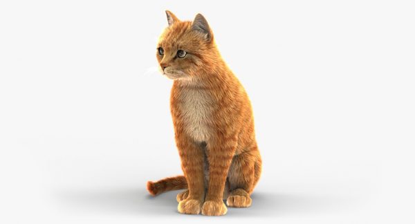 Buy Cat Orange Tabby Fur Animated 3d Models Online Buy Cat Orange Tabby Fur Animated 3d Models Online