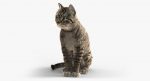 Grey Cat 3D Model Online | Animal 3D Model Online