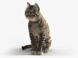Grey Cat 3D Model Online | Animal 3D Model Online