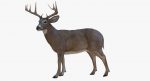 Deer 3D Model Online | Animal 3D Model Online