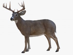 Deer 3D Model Online | Animal 3D Model Online