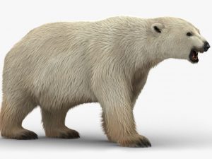 Polar Bear 3D Model Online | Animal 3D Model Online
