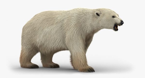 Buy POLAR BEAR (FUR) (ANIMATED) 3D Models Online | Massimo Righi