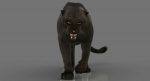 Black Panther 3D Model Online | Animal 3D Model Online
