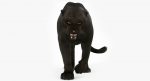 Black Panther 3D Model Online | Animal 3D Model Online