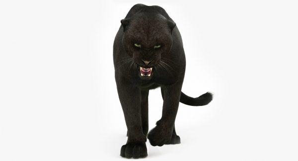 Black Panther 3D Model Online | Animal 3D Model Online