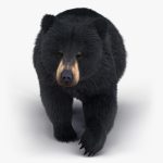 Black Bear 3D Model Online | Animal 3D Model Online