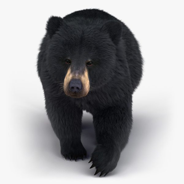 Black Bear 3D Model Online | Animal 3D Model Online