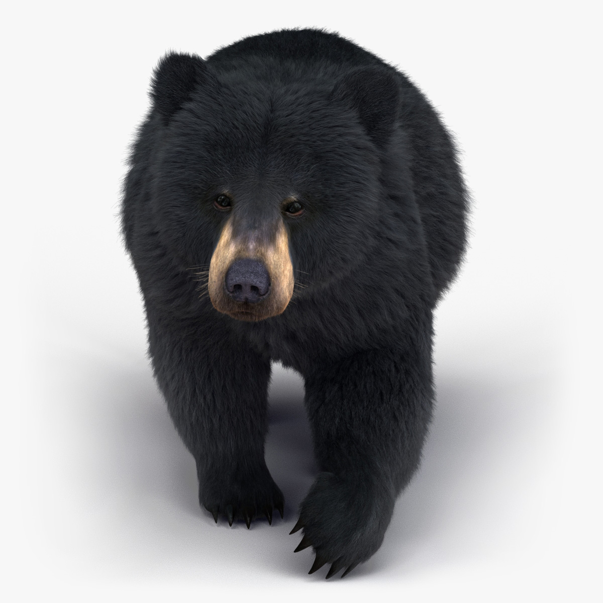 Black Bear 3D Model Online | Animal 3D Model Online