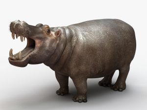 Hippopotamus 3D Model Online | Animal 3D Model Online
