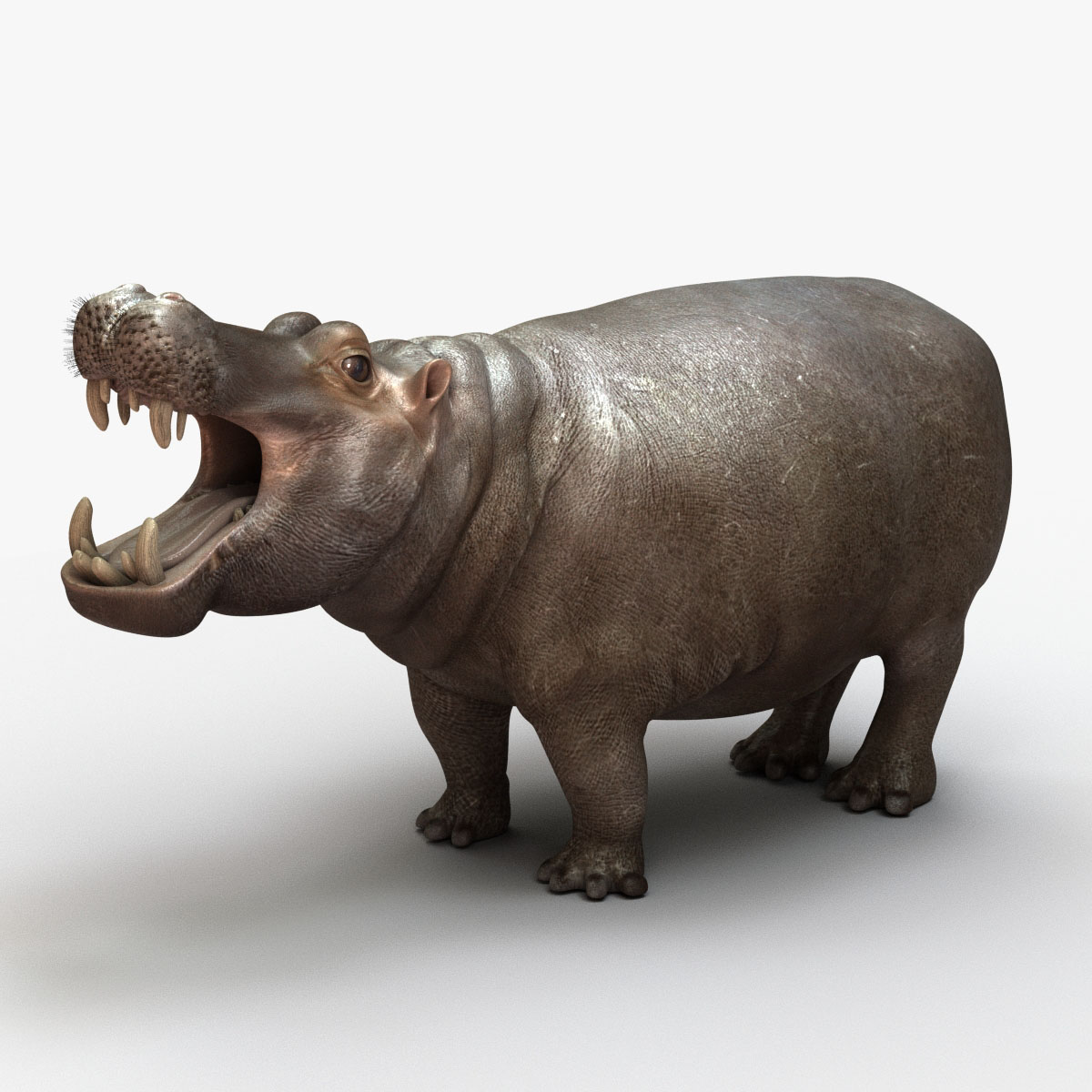 Hippopotamus 3D Model Online | Animal 3D Model Online