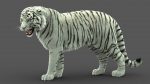 White Tiger 3D Model Online | Animal 3D Model Online