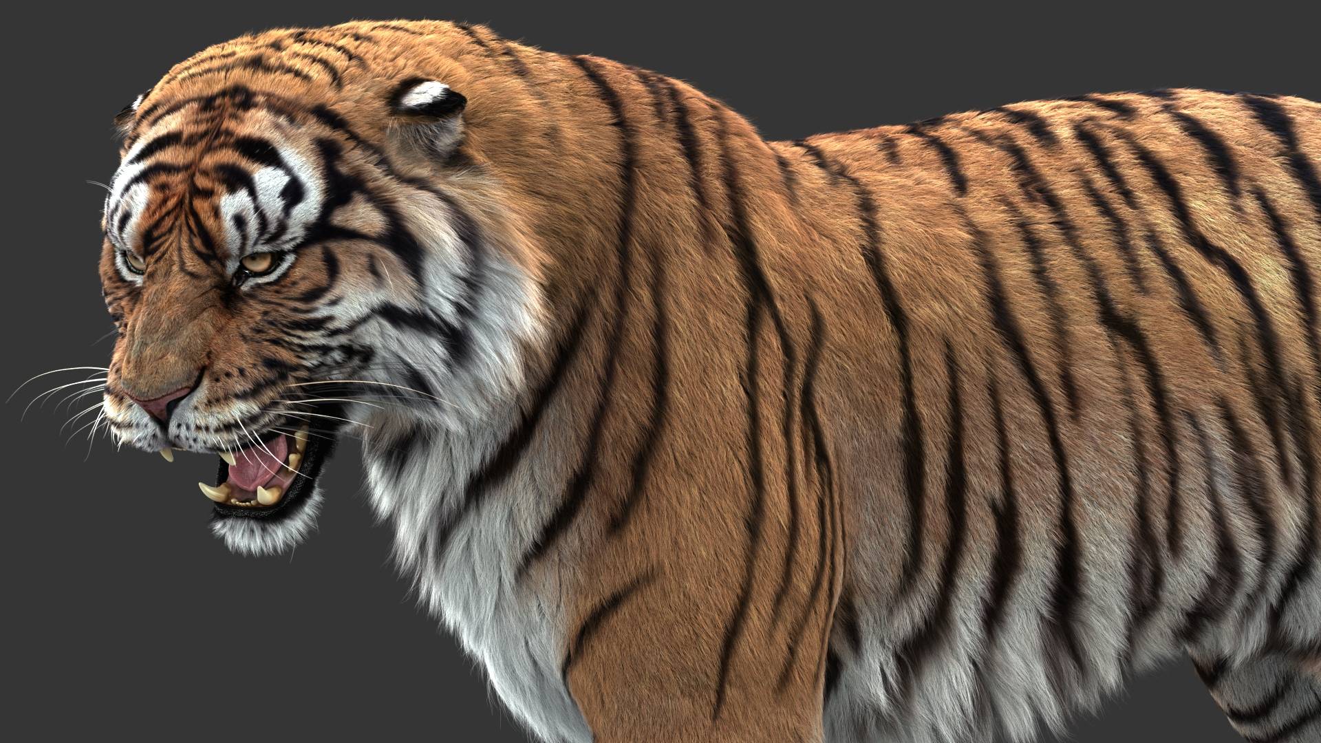 Buy TIGER (FUR) (ANIMATED) 3D Models Online | Massimo Righi Buy TIGER (FUR) (ANIMATED) 3D Models Online | Massimo Righi