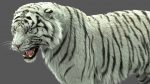 White Tiger 3D Model Online | Animal 3D Model Online