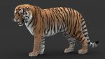 Tiger 3D Model Online | Animal 3D Model Online