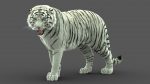 White Tiger 3D Model Online | Animal 3D Model Online