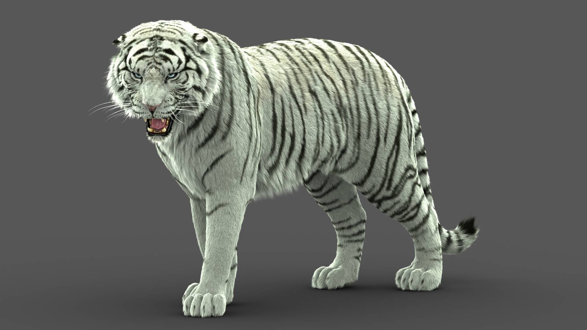 White Tiger 3D Models for Download | WHITE TIGER 3D Models Online