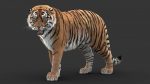 Tiger 3D Model Online | Animal 3D Model Online