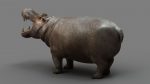 Hippopotamus 3D Model Online | Animal 3D Model Online