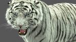 White Tiger 3D Model Online | Animal 3D Model Online