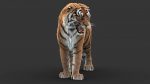 Tiger 3D Model Online | Animal 3D Model Online