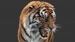 Tiger 3D Model Online | Animal 3D Model Online