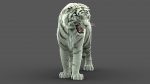 White Tiger 3D Model Online | Animal 3D Model Online