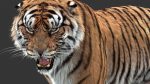 Tiger 3D Model Online | Animal 3D Model Online