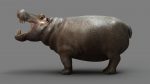 Hippopotamus 3D Model Online | Animal 3D Model Online