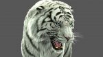 White Tiger 3D Model Online | Animal 3D Model Online