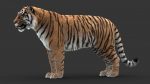 Tiger 3D Model Online | Animal 3D Model Online