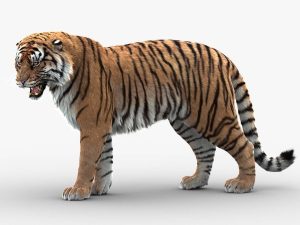 Tiger 3D Model Online | Animal 3D Model Online