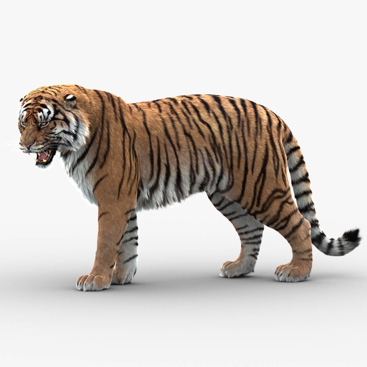 Tiger 3d Model Animated