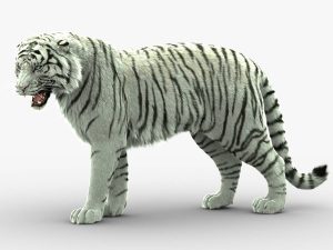 White Tiger 3D Model Online | Animal 3D Model Online