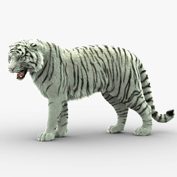 white tiger | 3D model