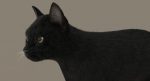 Black Cat 3D Model Online | Animal 3D Model Online