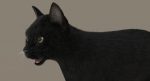 Black Cat 3D Model Online | Animal 3D Model Online