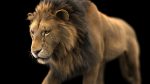 Lion 3D Model Online | Animal 3D Model Online